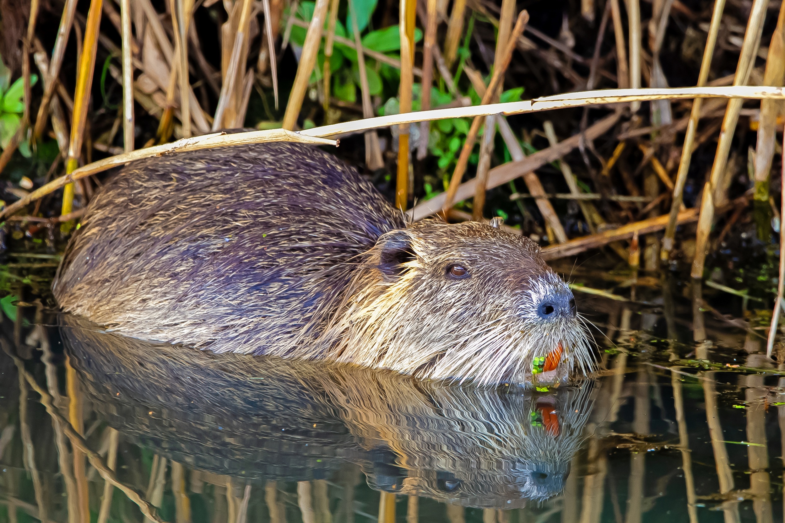 nutria1